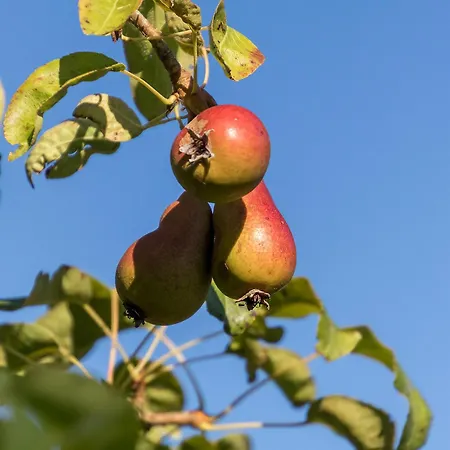 La Cour Souveraine - D'hotes Le Cap Mosles