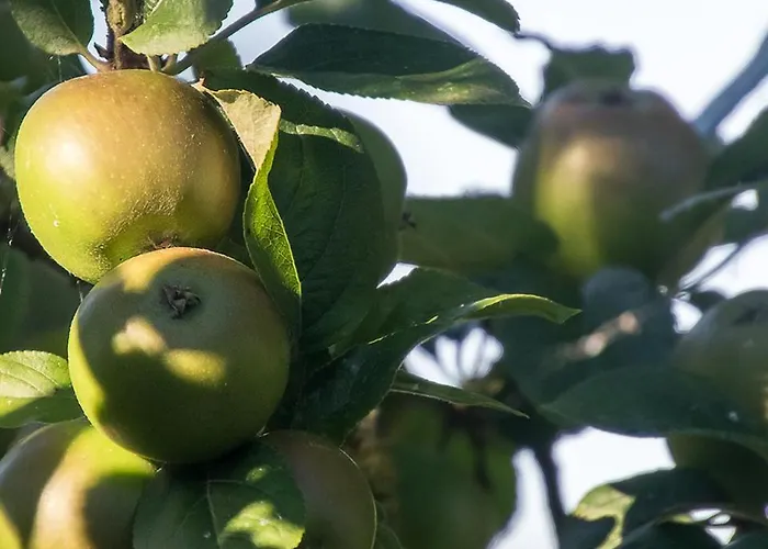 La Cour Souveraine - D'hotes Le Cap Bed & Breakfast Mosles